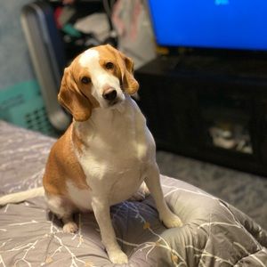 Meet your Posher, Doug